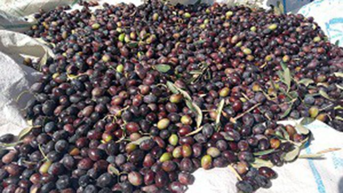 برداشت زیتون روغنی در گیلان برداشت زیتون روغنی در گیلان