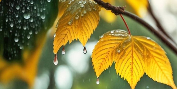 هوای گیلان بارانی می‌شود