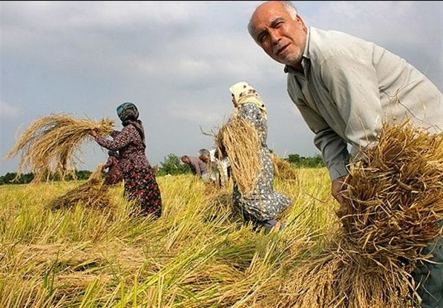 برنج گیلان: سود کجا میرود؟ برنج گیلان: سود کجا میرود؟