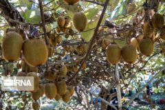 کیوی؛ صادرات پررونق کیوی؛ صادرات پررونق