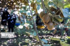 طلایی که به روسیه می‌رود!