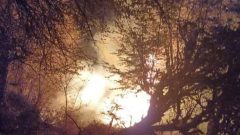 عرصه‌های جنگلی گیلان همچنان در حال سوختن