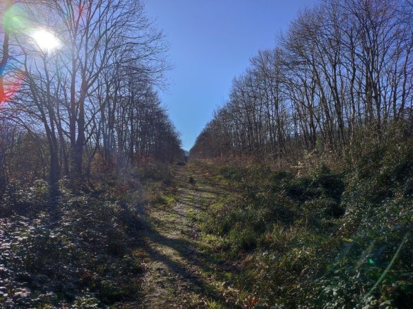 افزایش دمای ۸ درجه‌ای در گیلان