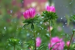 تداوم بارشها در نوار شمالی کشور تداوم بارشها در نوار شمالی کشور