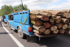 کشف و ضبط ۲۴۳ اصله چوب آلات جنگلی غیر مجاز در گیلان کشف و ضبط ۲۴۳ اصله چوب آلات جنگلی غیر مجاز در گیلان