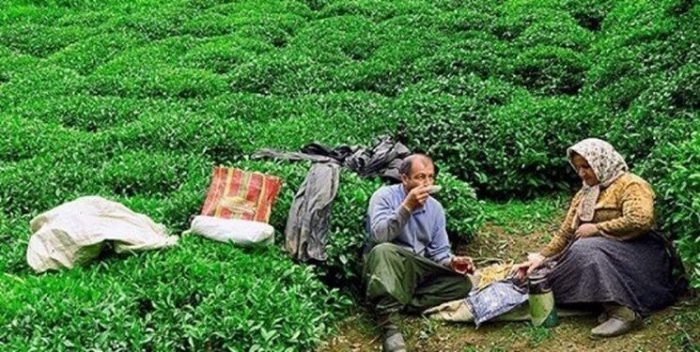 پرداخت ۵۷ درصد از مطالبات چایکاران شمال کشور پرداخت ۵۷ درصد از مطالبات چایکاران شمال کشور