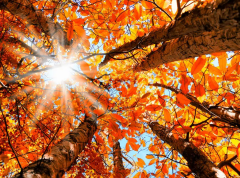 ماندگاری هوای پایدار تا پایان هفته در گیلان ماندگاری هوای پایدار تا پایان هفته در گیلان