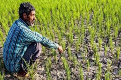 کشت سنتی در برابر تغییرات بیوقفه اقلیم کشت سنتی در برابر تغییرات بیوقفه اقلیم