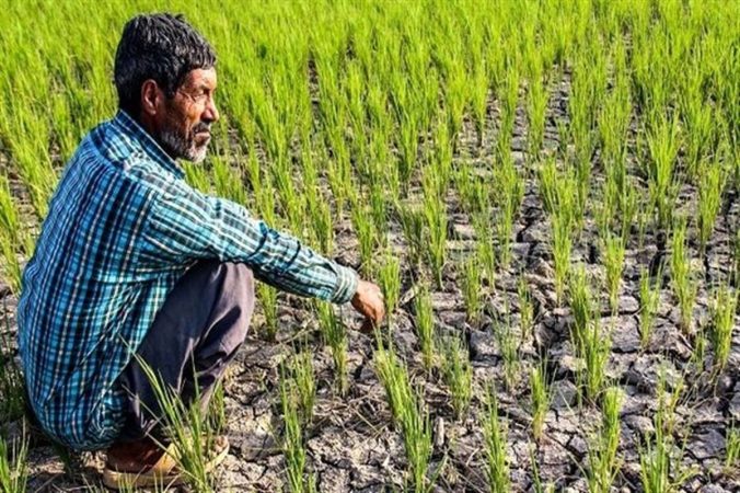 کشت سنتی در برابر تغییرات بیوقفه اقلیم کشت سنتی در برابر تغییرات بیوقفه اقلیم