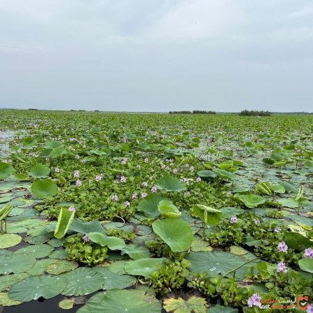 برای نجات تالاب انزلی باید متحد شویم