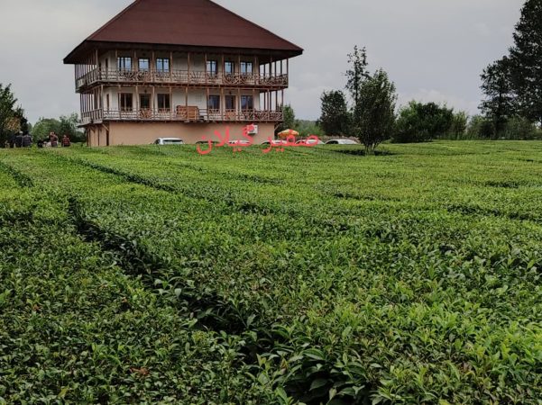 ظرفیت‌های گیلان؛ گنجی که دست‌های ناتوان آن را باز نکرده‌اند