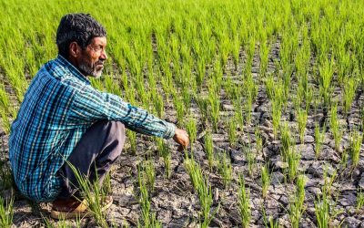رویگردانی کشاورزان گیلانی از بیمه