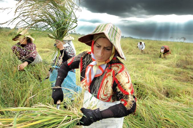 رنج برنجی که روی دست ماند