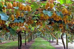 کیوی گیلان ؛ از خاک حاصلخیز تا بازار جهانی کیوی گیلان ؛ از خاک حاصلخیز تا بازار جهانی
