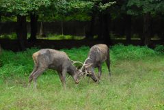 ممنوعیت ورود تورهای گردشگری به جنگل های گیلان