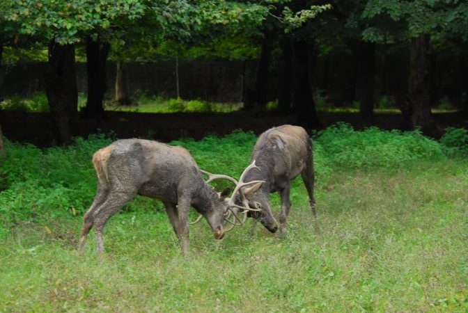 ممنوعیت ورود تورهای گردشگری به جنگل های گیلان